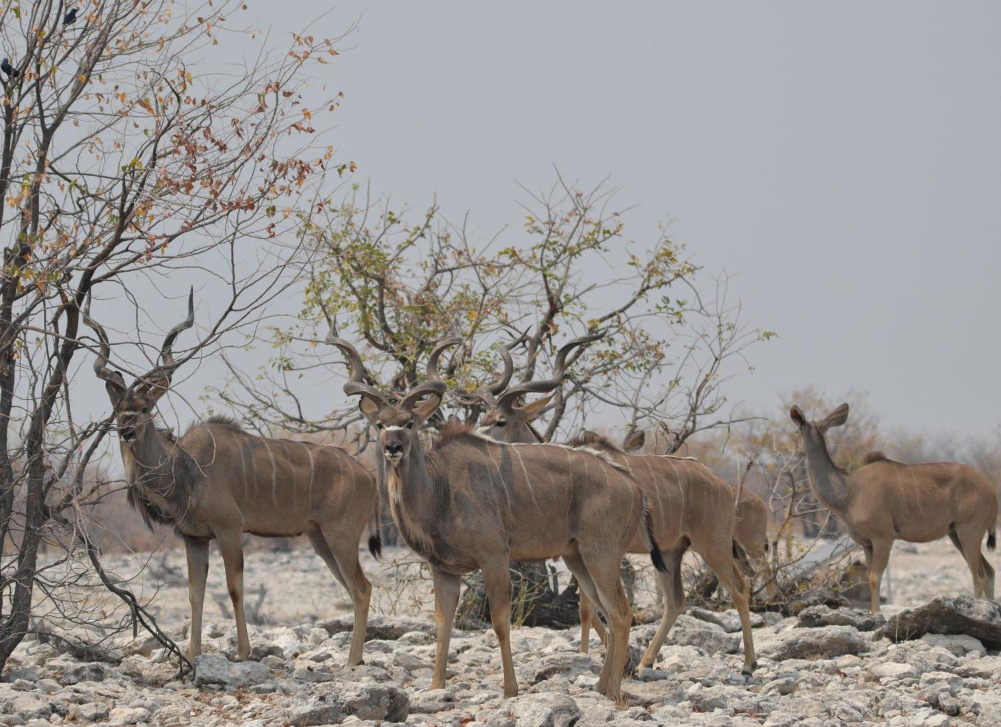 Okutala Etosha Lodge Outjo Exterior photo